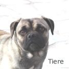 Tiere